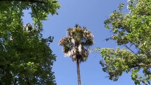 Grand palmier qui se distingue parmi les autres arbres et au feuillage vert, contrastant avec le ciel bleu
