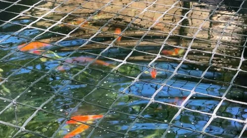 Koi fish at a Koi Fish Farm