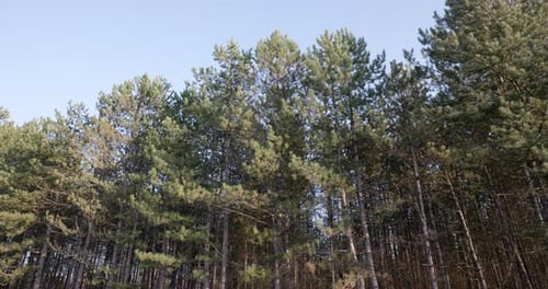Lush Pine Forest with Tall Trees