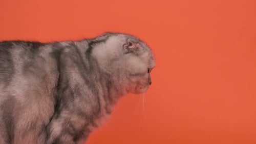 Purebred Adult Gray Cat Scottish Fold on an Orange Background