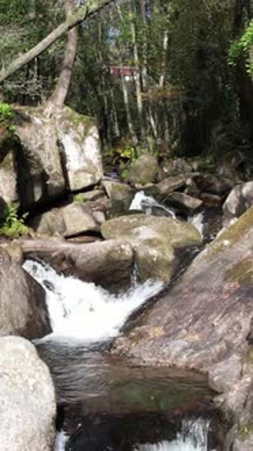 Vertical Video Stream of water between rocks and moss in a verdant forest