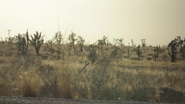 Pan across desert environment with roadside grassy reeds and Mojave ...