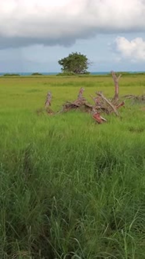 Tropical Escape, exploring wildlife and green meadow, tilt up