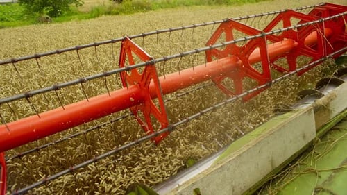 Combine Harvester Harvesting Golden Wheat Crops