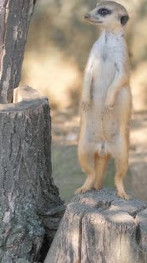 Meerkat Standing on a Stump in the Middle of a Lush Forest