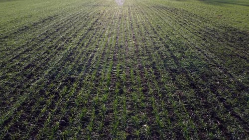 Green Field Young Green Small Sprouts of Cereal Crops and Blue Sky on Sunny Day