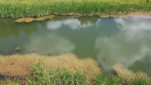 Aerial View Of Lake Covered With Moss And Reeds