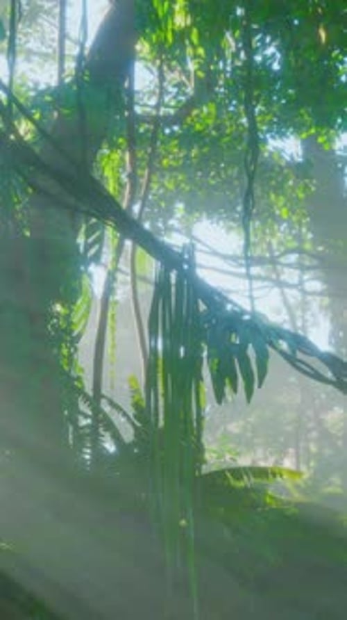 Lush Rain Forest with Morning Fog