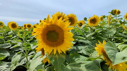 Ein Feld mit Sonnenblumen, die in einer sanften Sommerbrise wehen.
