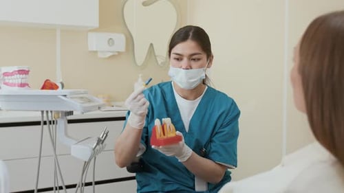 Dentist Explains Dental Model to Patient