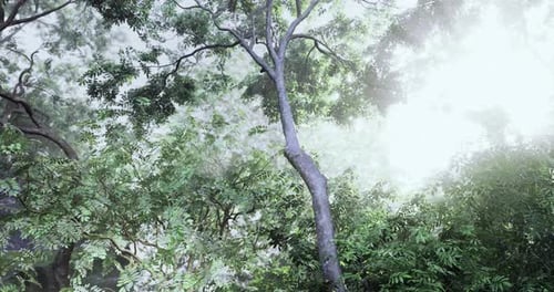 Bright Sunlight Filtering Through Lush Green Trees in a Serene Forest