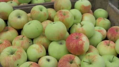 Apples of Yellow and Red are in Wooden Crate in the Field