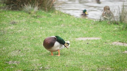 Colorful Mallard Drake Standing on Green Grass Near Lakeside Wild Duck Grooming Feathers By