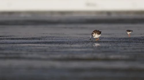 Halskrause, die sich aktiv im natürlichen Lebensraum eines Sees ernährt