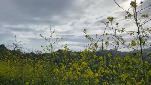 Gros plan de fleurs jaunes soufflant dans le vent sur le sentier de randonnée Betty B Dearing par temps nuageux et