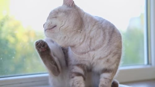 Cat is Scratching His Ear Itches Slow Motion