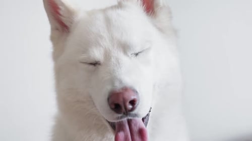 White Dog Looking at the Camera Funny Portrait of Cute Dog Dog Face Portrait