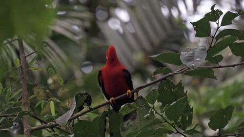 Cock of the Rock bird in Mindo, Ecuador.