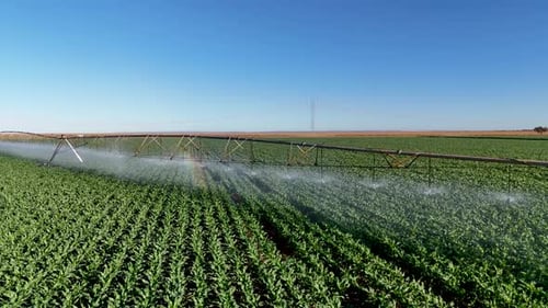 Center Pivot Irrigation Corn