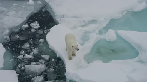 Solitary Polar Bear Navigating Fractured Sea Ice Floes Above Frigid Turquoise Meltwater Captured