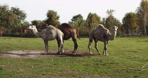 Gruppe von Kamelen, die sich auf Gras entspannen 4 K
