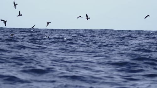 Aves marinhas continuam voando baixo sobre as ondas do mar