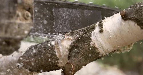 Chainsaw Cutting a Birch Tree Limb
