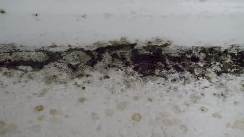 Large spots of mildew in house. Mold on walls and windows indoors. Toxic black mold growing, close p