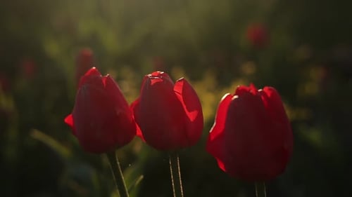 Close up of three red tulips blooming on green natural background, in morning sun light. Bright flow