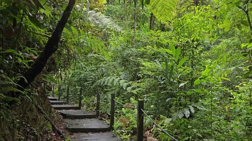 Wooden deck path in the lush green forest. Boardwalk trail through the tropical rainforest