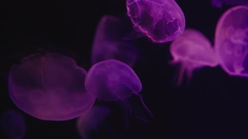 Group of Jellyfish with colorful light in aquarium.