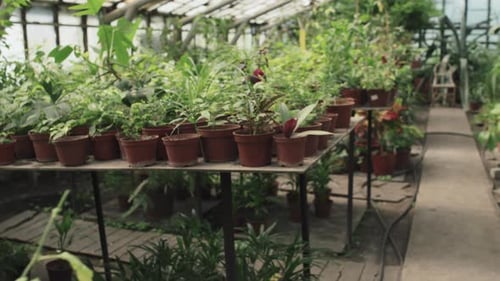 Lush Potted Plants in a Vibrant Greenhouse