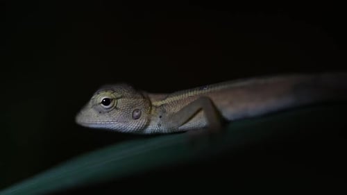 The Oriental Garden Lizard is also called the Eastern Garden Lizard, Bloodsucker and Changeable Liza