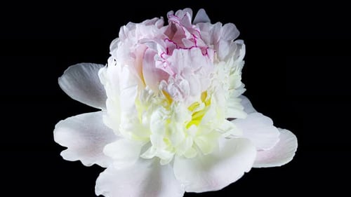 White Pink Peony Blooming in Time Lapse on a Black Background. Tender Flower Moving Petals Close Up
