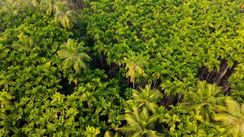 Aerial View of Dense Areca Nut Plantation and Coconut trees