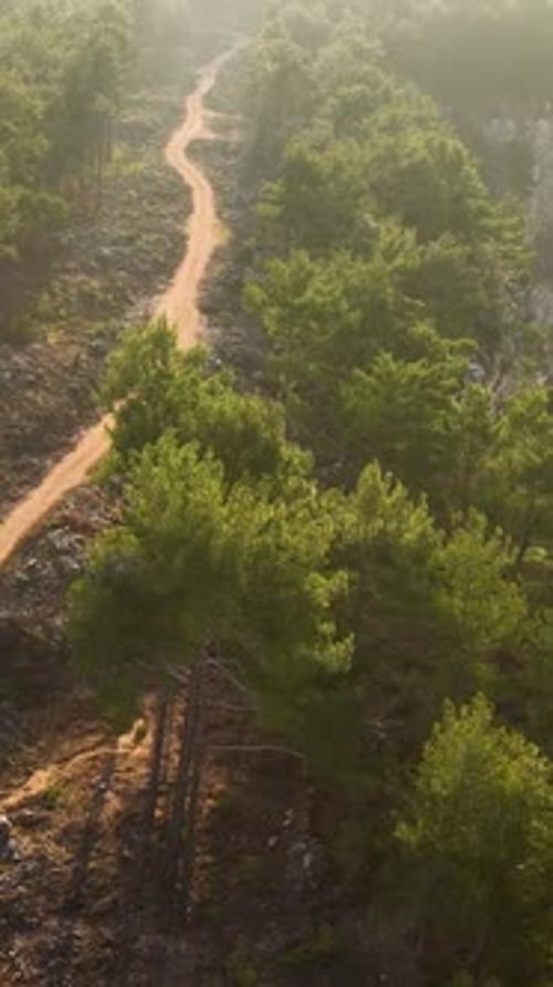 Vertical Video Aerial Wonders Luxurious Black Car Exploring the Secrets of the Green Forest