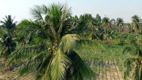 Palm Forest with Coconuts and Green Field on Sunny Day