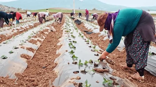 Farmers Planting A Pepper Seedlingc