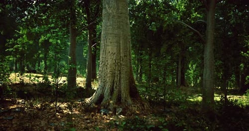 Majestic Tree Stands Tall in Vibrant Green Forest During Serene Afternoon Light