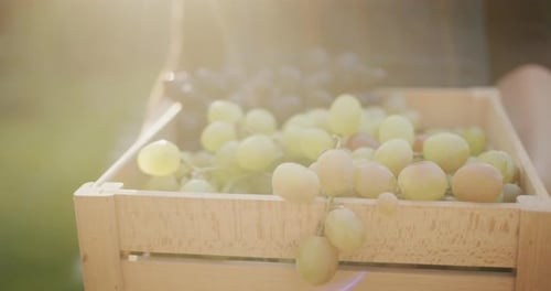 Fresh Harvest: Grapes in a Wooden Crate
