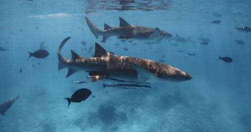 Nurse Sharks Underwater in Tropical Blue Sea School of Fish and Sharks in Transparent Ocean