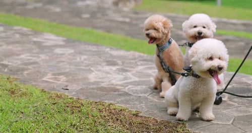 Drei Pudelhunde sitzen draußen auf einem gepflasterten Weg
