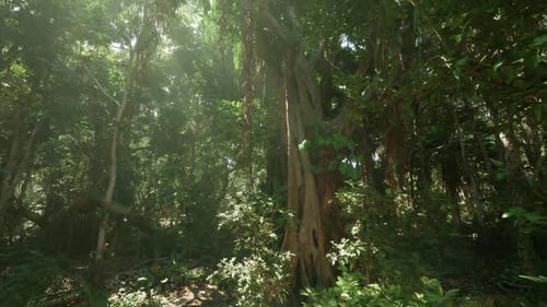Exploring a Dense Jungle Landscape in Vietnam During a Sunny Afternoon