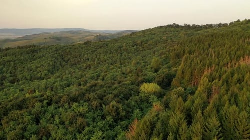 Aerial View of Boreal Nature Forest in Summer in hungary.