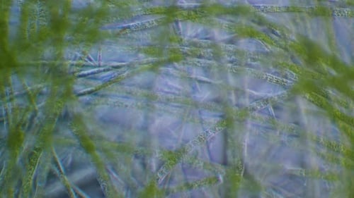 Green algae