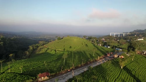 Tea plantation