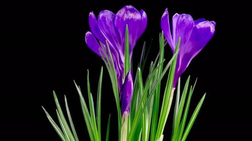 Beautiful Timelapse of Growing and Opening Violet Crocus Flower