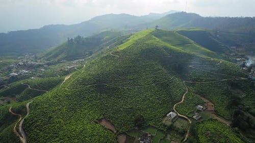 Aerial View of the Mountainous Area with Green Tea Fields
