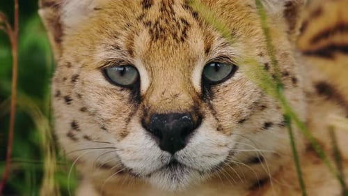 Portrait rapproché d'un Serval aux yeux verts intenses et à la fourrure tachetée regardant directement la caméra