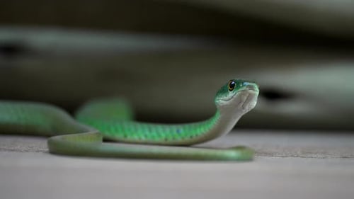 Un serpent vert siffle et glisse sur le sol en béton d'une maison